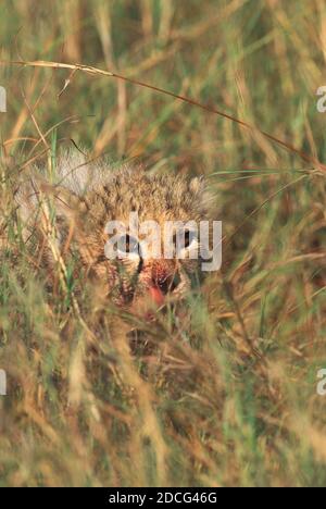 Gepard Acinonyx Jubatus, CUB mit blutigen Gesicht GETARNTES IN langen GRASS, Kenia Stockfoto