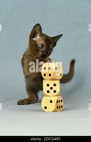 ZIBELINE BURMESISCHEN HAUSKATZE KITTEN BEIM WÜRFELSPIEL Stockfoto