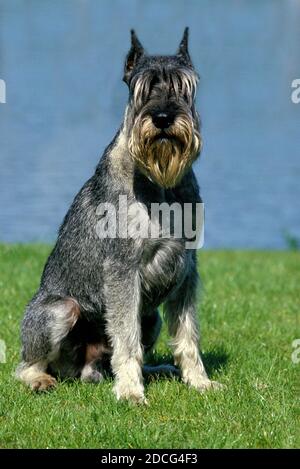 RIESENSCHNAUZER (ALTE STANDARDRASSE MIT GESCHNITTENEN OHREN), ERWACHSENE SITZEND AM SEE Stockfoto