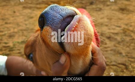 Selektiver Fokus auf ein kleines neugeborenes Kalb, öffnet seinen Mund mit verschwommenem Hintergrund. Ein Mann, der Kalb hielt, öffnete den Mund. Stockfoto