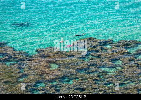 Schnorcheln am Rand des Korallenriffs in Hanauma Bay, Oahu, Hawaii Stockfoto