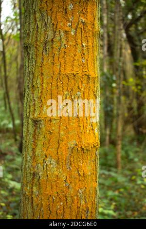 Eine der bekanntesten und häufigsten der Familie Lichen, ist die Orange Crust auf einer Vielzahl von Oberflächen, von felsigen Küsten bis zu Baumrinde, zu finden Stockfoto