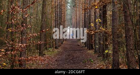 Berlin, Deutschland. November 2020. Eine Frau joggt mit ihrem Hund durch Grunewald. Quelle: Paul Zinken/dpa/Alamy Live News Stockfoto