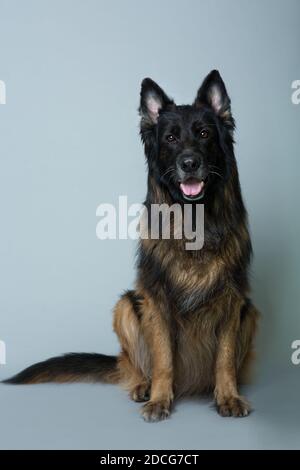 Deutscher langhaariger Schäferhund sitzt auf einem grauen isolierten Hintergrund Im Studio Stockfoto