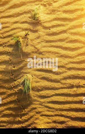 Mit gelbem Sand in der Wüste. Textur der Wüste Stockfoto