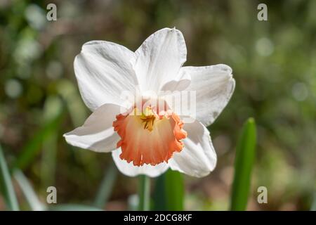 Narzisse Barrett Browning (kleine hohle Narzisse) Blumen Stockfoto