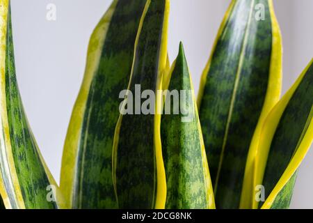 Sansevieria laurentii (Dracaena trifasciata, Schwiegermutter, Schlangenpflanze) Detail mit leuchtend grünen gelben Blättern Stockfoto