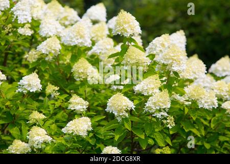 Großer Busch von weißen blühenden Hortensien Stockfoto