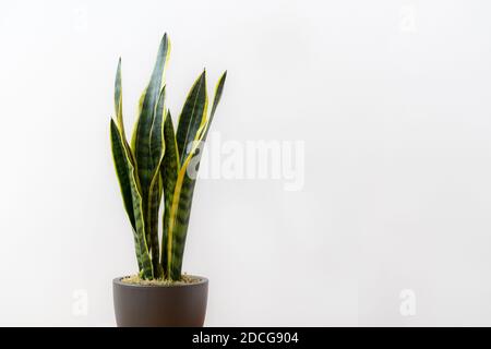 Sansevieria laurentii (Dracaena trifasciata, Schwiegermutter, Schlangenpflanze) in einem Topf vor weißem Hintergrund Stockfoto