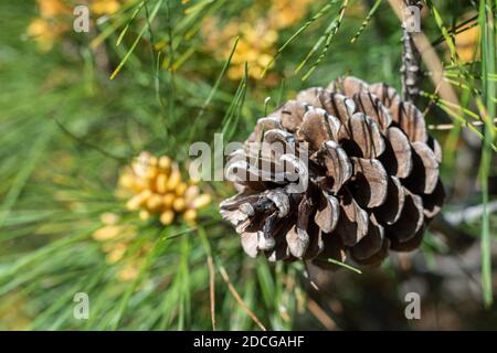 Pinus halepensis (gewöhnliche Kiefer) Kegel aus nächster Nähe im Frühjahr Stockfoto