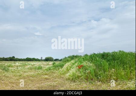 Bewachsenes Land mit Blumen und Gräsern für neue Wohnsiedlung unter hellem Himmel in Sping vorgesehen. Beverley, Yorkshire, Großbritannien. Stockfoto