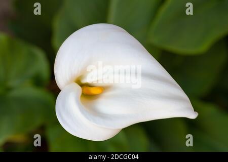 Calla Lily (Zantedeschia aethiopica) weiße Blume Draufsicht Stockfoto