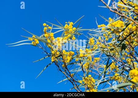 Akazie Saligna (Acacia cyanophylla, coojong, goldener Kranz, orangefarbener Wattle, blaublättrig, westaustralisches Gold, Port Jackson Weide) Ast in Ful Stockfoto