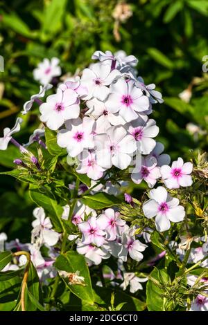 Phlox paniculata 'White Admiral' eine krautige Sommer Herbst Blume Pflanze, Stock Foto Bild Stockfoto