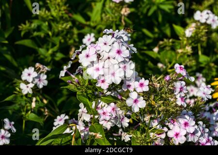 Phlox paniculata 'White Admiral' eine krautige Sommer Herbst Blume Pflanze, Stock Foto Bild Stockfoto