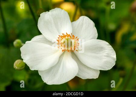 Anemone x Hybrida 'Honorine Jobert' eine weiße krautige mehrjährige Sommer Herbst Blume Pflanze allgemein bekannt als japanische Anemone, Stock Foto Bild Stockfoto