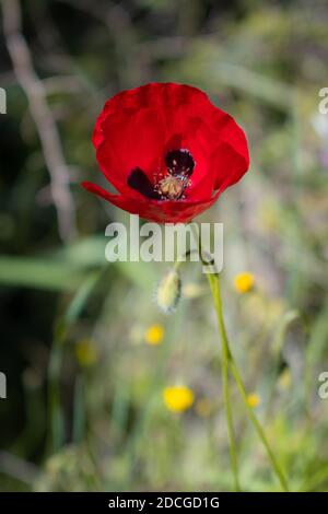 Mohn (Papaver rhoeas) blüht im grünen Feld Stockfoto