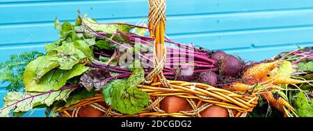 Frisch, einfach im Garten gepflückt, Gemüse im Korb: Karotten und Rüben mit Tops Stockfoto