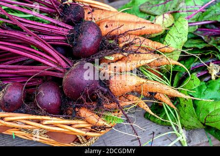 Frisch, einfach im Garten gepflückt, Gemüse im Korb: Karotten und Rüben mit Tops Stockfoto