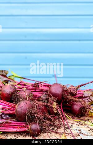 Frische Rüben mit Tops auf dem Tisch. Stockfoto