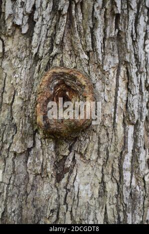 Deer Creek Ohio Camping Stockfoto