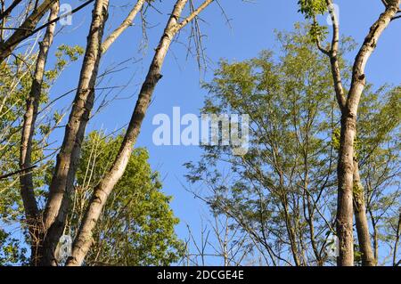 Deer Creek Ohio Camping Stockfoto