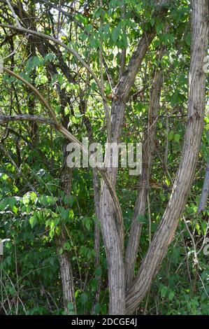 Deer Creek Ohio Camping Stockfoto