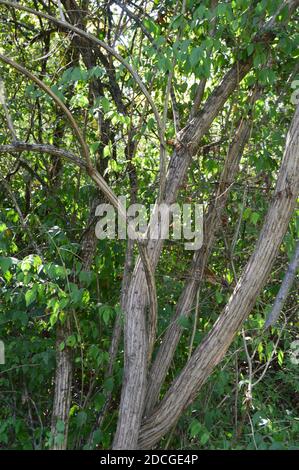 Deer Creek Ohio Camping Stockfoto