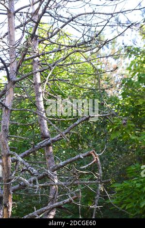 Deer Creek Ohio Camping Stockfoto