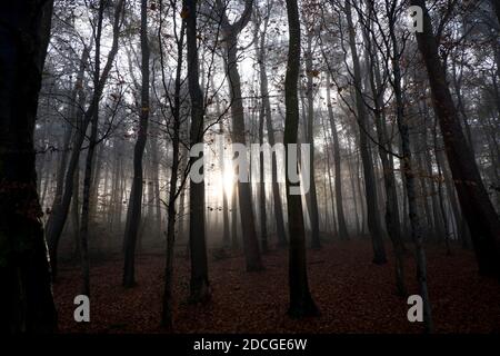 Pollok Park. Glasgow im Nebel Stockfoto