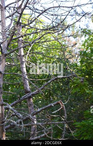 Deer Creek Ohio Camping Stockfoto