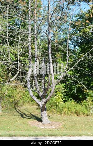 Deer Creek Ohio Camping Stockfoto