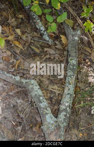 Deer Creek Ohio Camping Stockfoto