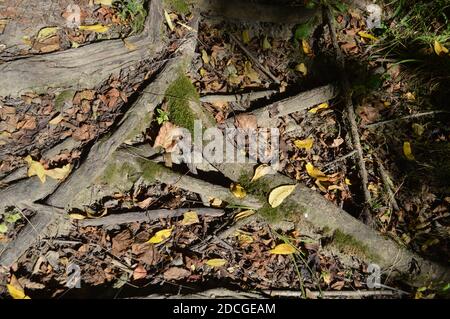 Deer Creek Ohio Camping Stockfoto