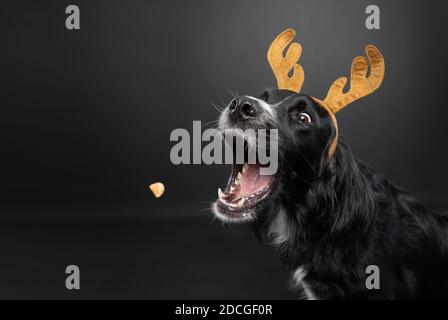 Weihnachtsporträt eines schwarzen Hundes mit Rentiergeweih, der auf schwarzem Hintergrund ein Leckerbissen fängt. Stockfoto