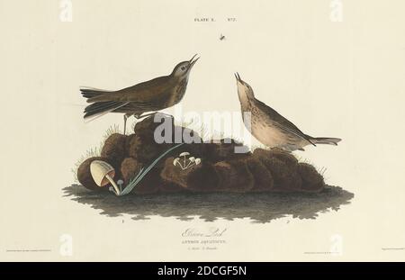 William Home Lizars, (Radierer), Scottish, 1788 - 1859, John James Audubon, (Künstler danach), American, 1785 - 1851, Brown Lark, The Birds of America: Plate X, (Serie), 1827, handkolorierte Radierung auf Whatman-Wove-Papier Stockfoto