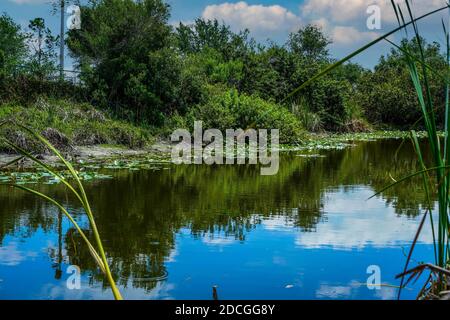 Ein kleiner Teich in der Nähe unseres Hotels mit Seerosen, Ratteln und schönen Reflexen. Stockfoto
