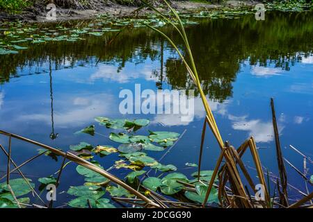 Ein kleiner Teich in der Nähe unseres Hotels mit Seerosen, Ratteln und schönen Reflexen. Stockfoto