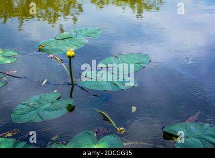 Ein kleiner Teich in der Nähe unseres Hotels mit Seerosen, Ratteln und schönen Reflexen. Stockfoto