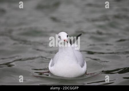 London, Großbritannien. November 2020. Mildes Wetter während Lockdown 2 in Ealing, West London. Kredit: Liam Asman/Alamy Live Nachrichten Stockfoto