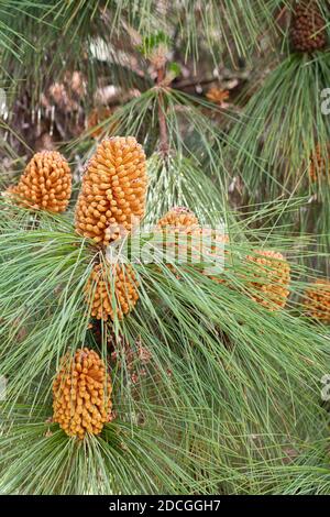 Pinus roxburghii (Chir-Kiefer, langblättrige indische Kiefer) männlicher Kegel im Frühjahr Stockfoto