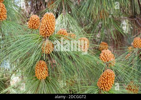 Pinus roxburghii (Chir-Kiefer, langblättrige indische Kiefer) männlicher Kegel im Frühjahr Stockfoto