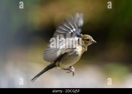 Weiblicher Chaffinch im Flug Stockfoto