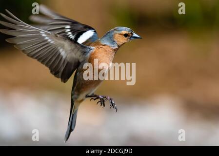 Männlicher Chaffinch im Flug isoliert mit Bokeh Hintergrund Stockfoto