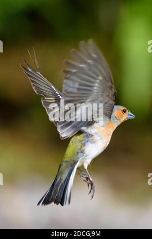 Männlicher Chaffinch in der Flugseitenansicht Stockfoto