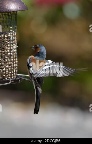 Männliche Chaffinch Landung auf einem Vogelfutterhaus Stockfoto