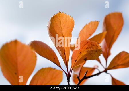 Leuchtend orange Herbst/Herbst Blätter auf hellem Hintergrund auf einem sonnigen Tag Stockfoto
