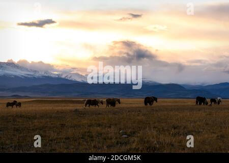 Malerischer goldener Sonnenuntergang mit Pferden, die auf einer Wiese grasen Die Steppe vor einem Hintergrund von verschneiten Bergen und ein Farbenfroher Himmel mit Wolken im Autu Stockfoto