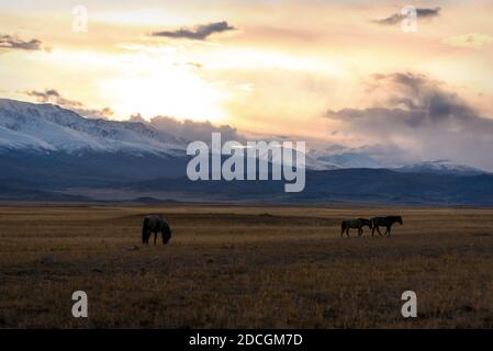 Malerischer goldener Sonnenuntergang mit Pferden, die auf einer Wiese grasen Die Steppe vor einem Hintergrund von verschneiten Bergen und ein Farbenfroher Himmel mit Wolken im Autu Stockfoto