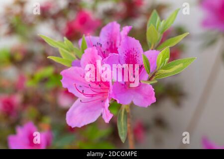 Azalea (Rhododendron) mit rosa Fuszienblüten Stockfoto